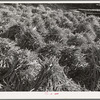 Pile of mill-turned sticks near Bridgewater, Vermont