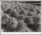 Pile of mill-turned sticks near Bridgewater, Vermont
