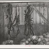 Interior of barn with harness and stored squashes, farm of FSA (Farm Security Administration) client in Orange County near Bradford, Vermont