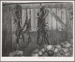Interior of barn with harness and stored squashes, farm of FSA (Farm Security Administration) client in Orange County near Bradford, Vermont