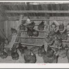 Hen house of FSA (Farm Security Administration) client. Orange County, near Bradford, Vermont