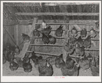 Hen house of FSA (Farm Security Administration) client. Orange County, near Bradford, Vermont