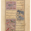 An animal of Zânij with gray tiger-striped coat [top]; Two large apes of Zânij [middle]; Five colorful birds of Zânij [bottom]