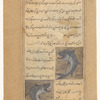 al-Kausaj, a type of dangerous fish that sometimes swims up the Tigris [top]; al-Samakah, a type of shark with fangs that project from its mouth [bottom]
