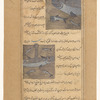 Various fish, one shown with the head of a lion [top]; Various fish [bottom]