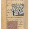 Ebony tree (âbnûs) [top]; Myrtle tree (âs) [bottom]