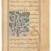 "The Free Tree", a kind of cypress (âzâd-dirakht)