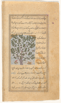 "The Free Tree", a kind of cypress (âzâd-dirakht)