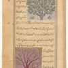 Egyptian thorn (amughaylân). Possibly a representation of the myrobalan (bân) discussed below it [top];  Balsam tree (balsân) [bottom]