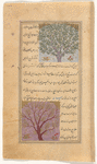 Egyptian thorn (amughaylân). Possibly a representation of the myrobalan (bân) discussed below it [top];  Balsam tree (balsân) [bottom]