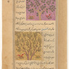 Oak tree (ballût) [top]; Apple tree (tuffâh) [bottom]