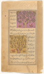 Oak tree (ballût) [top]; Apple tree (tuffâh) [bottom]