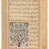 Fir tree (tunnûb)