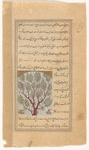 Fir tree (tunnûb)