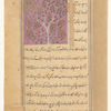 Wild fig tree (jamîz)