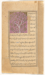 Wild fig tree (jamîz)