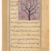 Walnut tree (jauz)