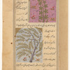 Palma Christi (khirva') [top]; Willow tree (khalâf) [bottom]