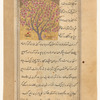 Peach tree (khaukh)