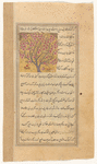 Peach tree (khaukh)
