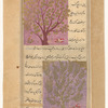 Spikenard (dâr-shîsha'ân) [top];  Elm tree (dardâr) [bottom]