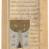 Plane tree (dulb)
