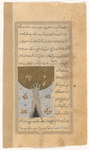 Plane tree (dulb)