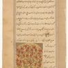 Pomegranate tree (rummân)