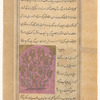 Quince tree (safarjal)