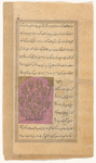 Quince tree (safarjal)