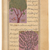Red juniper tree (sandarûs) [top]; Cherry tree (shibâb) [bottom]