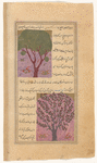 Red juniper tree (sandarûs) [top]; Cherry tree (shibâb) [bottom]