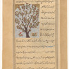Royal oak (shâhballût)