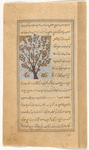 Royal oak (shâhballût)
