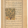 Tamarisk tree (tarfâ')