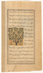 Tamarisk tree (tarfâ')