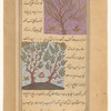 Jujube tree ('unnab) [top]; Aloe tree ('ûd) [bottom]
