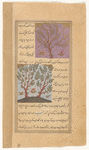 Jujube tree ('unnab) [top]; Aloe tree ('ûd) [bottom]