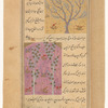 Service tree (ghubayrâ') [top]; White poplar (gharb) [bottom]