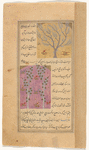 Service tree (ghubayrâ') [top]; White poplar (gharb) [bottom]
