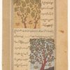 Wood of Cross" (fâvâniyâ) [top]; Pepper tree (filfil) [bottom]