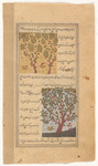 Wood of Cross" (fâvâniyâ) [top]; Pepper tree (filfil) [bottom]