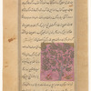 Pistachio tree (fustaq)