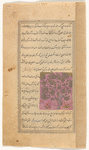 Pistachio tree (fustaq)