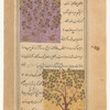 Hazelnut tree (funduq) [top]; Boxthorn (fîl zahra; misspeled fil-zahraj) [bottom]