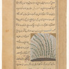 Reeds (qasab)