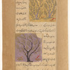 Juniper gum tree (lubân) [top]; Almond tree (lauz) [bottom]