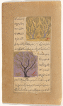 Juniper gum tree (lubân) [top]; Almond tree (lauz) [bottom]