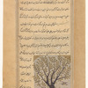 Apricot tree (mashmash)