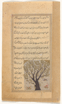 Apricot tree (mashmash)
